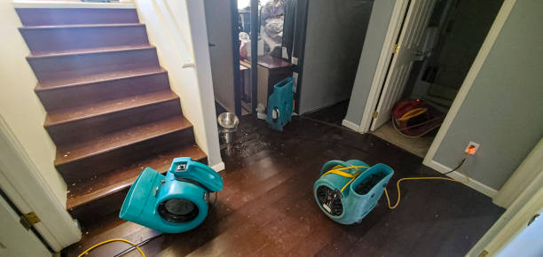 Best Mold removal after water damage  in Jasper, FL