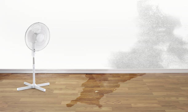 Best Water damage restoration near me  in Jasper, FL